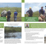 SCJ Mangrove Document1024_1